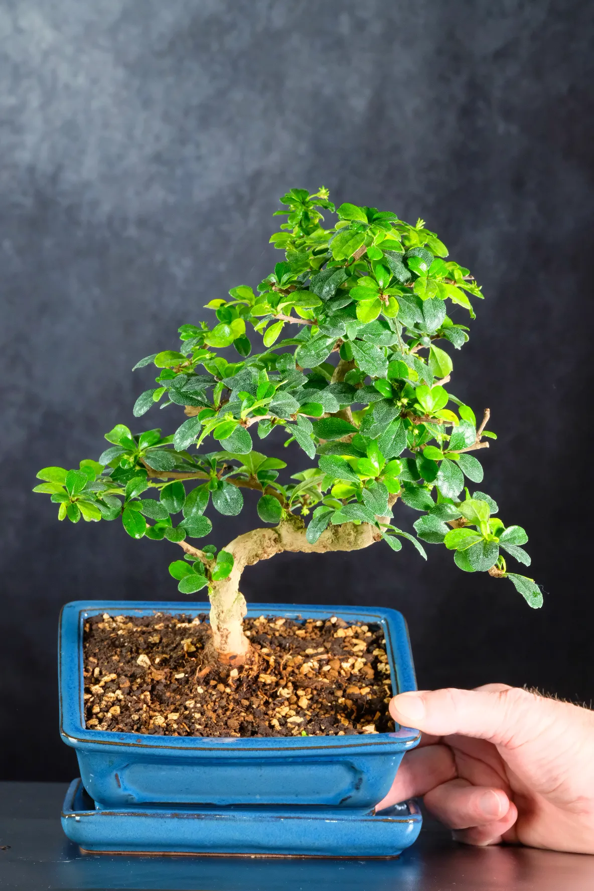 Fukien tea Bonsai beautiful with twisty S-Shaped design
