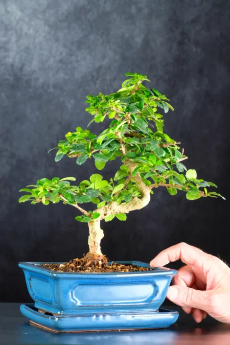 Serpentine Flowering Indoor Tea Tree Bonsai with White Dainty Flowers