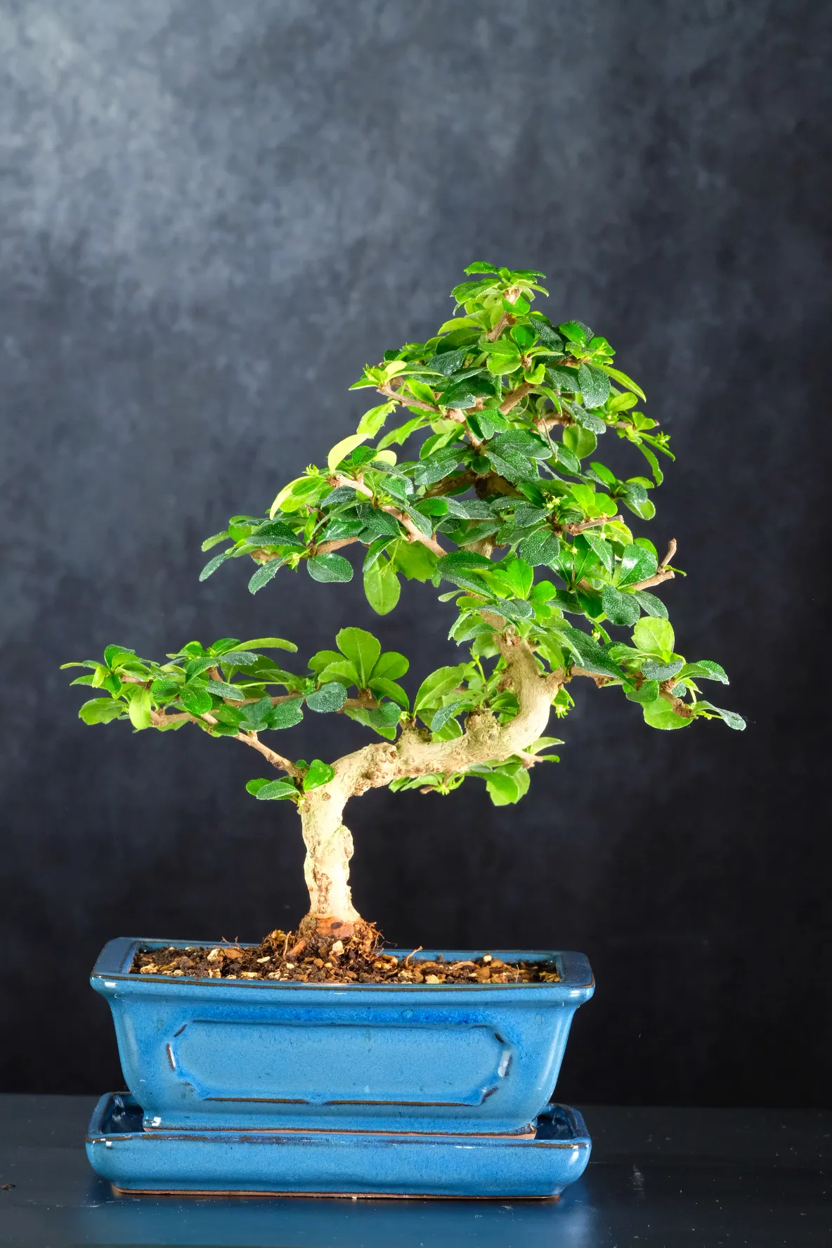 Stunning Flowering Indoor Bonsai – Striking Fukien Tea Tree