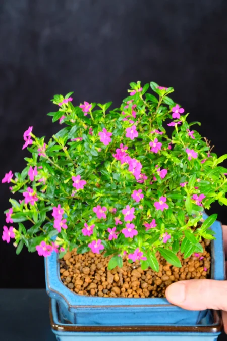 A Charming Indoor Tree Adorned with Pretty Purple Blossoms
