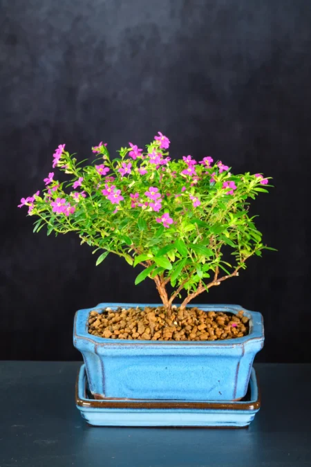 Miniature Cuphea ‘Purple Blossom’ Bonsai