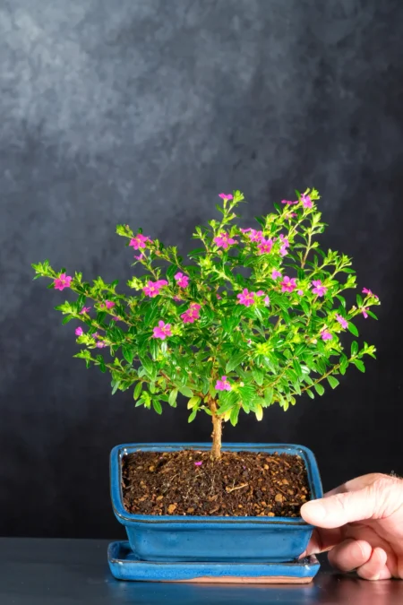Flowering Cuphea Bonsai Tree with Purple Flowers in Deep Blue Ceramic Pot