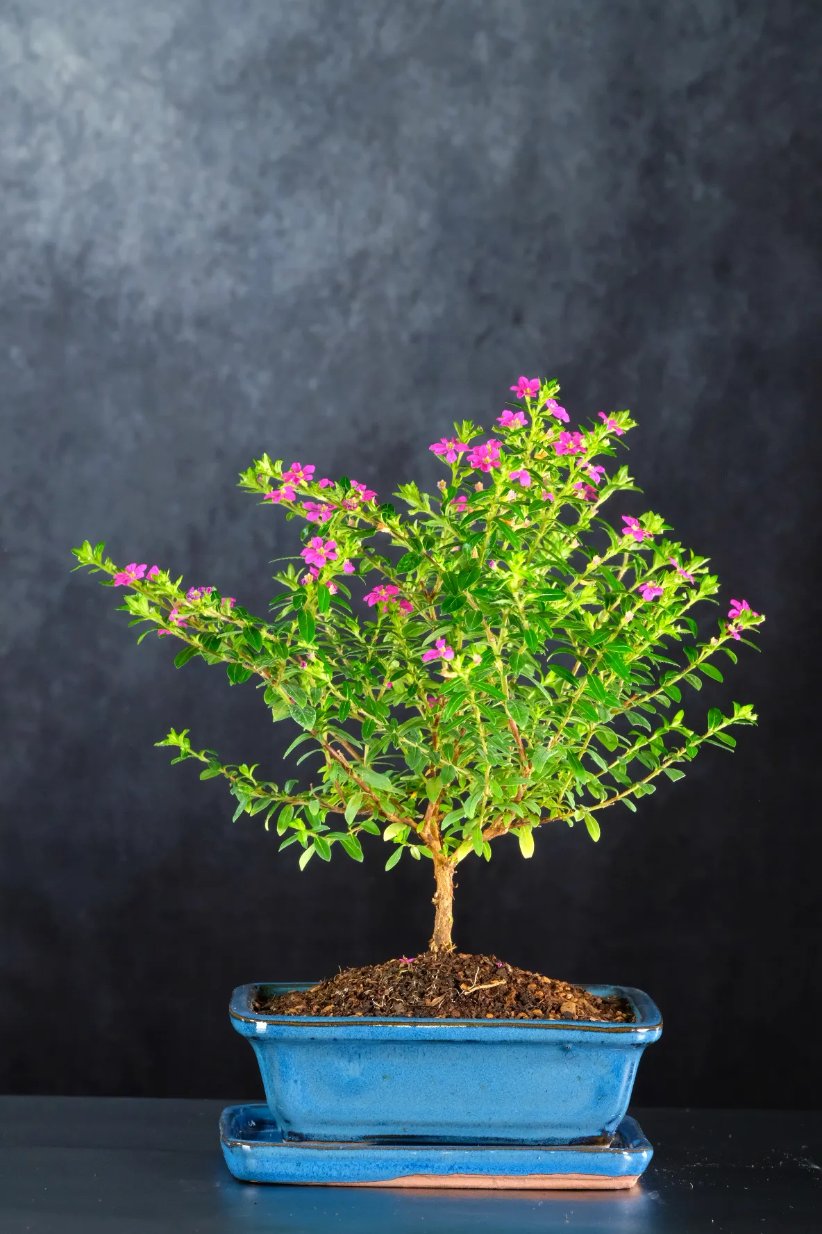 Flowering Cuphea Bonsai Tree | 5-Year-Old Dwarf Indoor Bonsai
