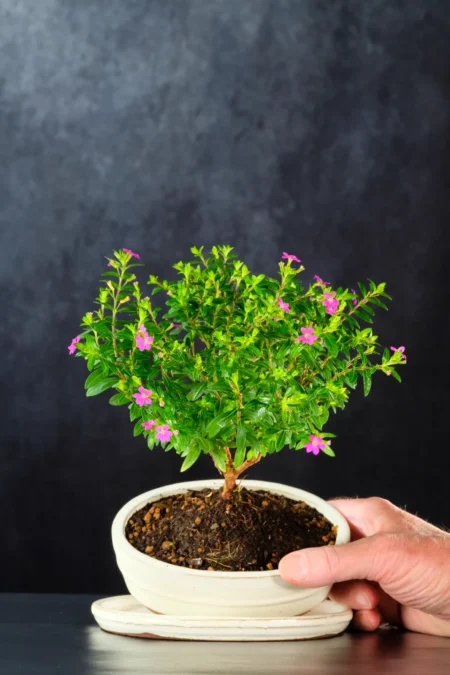 Uniquely Designed Purple Blossom Indoor Bonsai with Striking Summertime Flowers