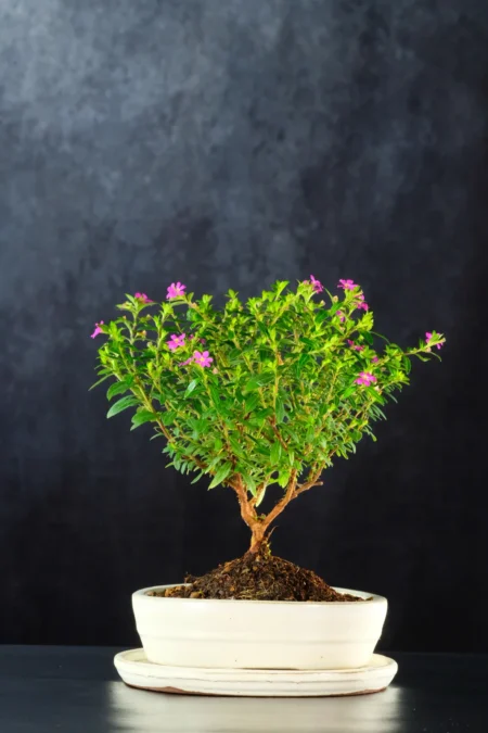 Beautiful 5-Year-Old Flowering Bonsai Cuphea Tree in Cute Ivory Ceramic Pot