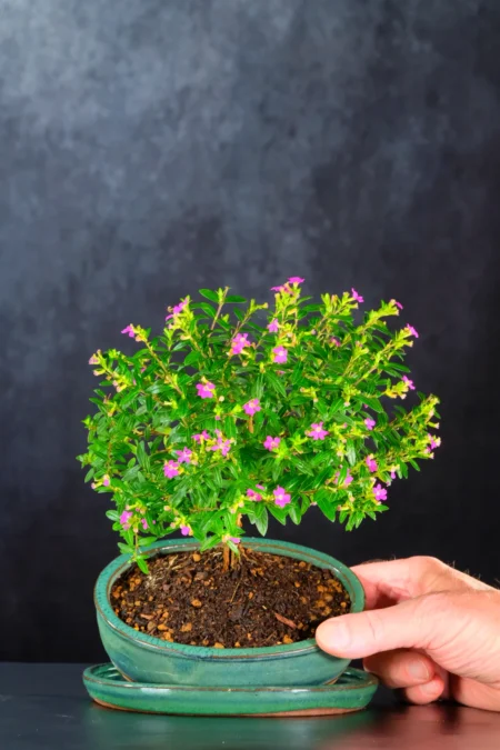 Cuphea Evergreen: A Petite Indoor Tree with Delightful Purple Blooms