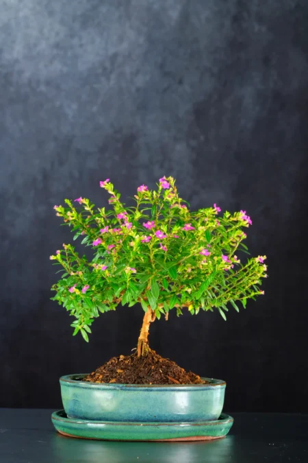 Free Flowering Cuphea Bonsai – Delightful Miniature Flowering Tree