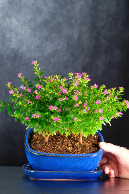 Free Flowering Triple Bonsai Forest | Small Copse