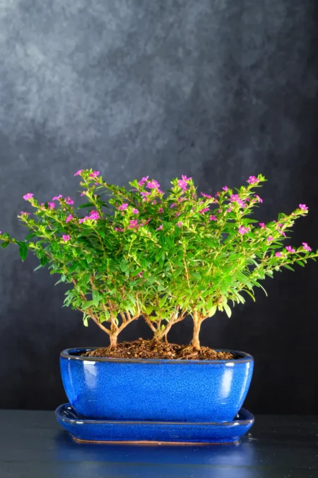 Delightful Triple Cuphea Bonsai β Beautiful Purple Flowers in Royal Blue Pot
