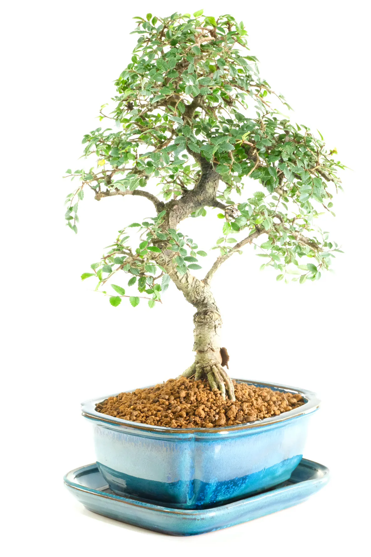 High Quality Twisting Chinese Elm Bonsai with Powerful Trunk