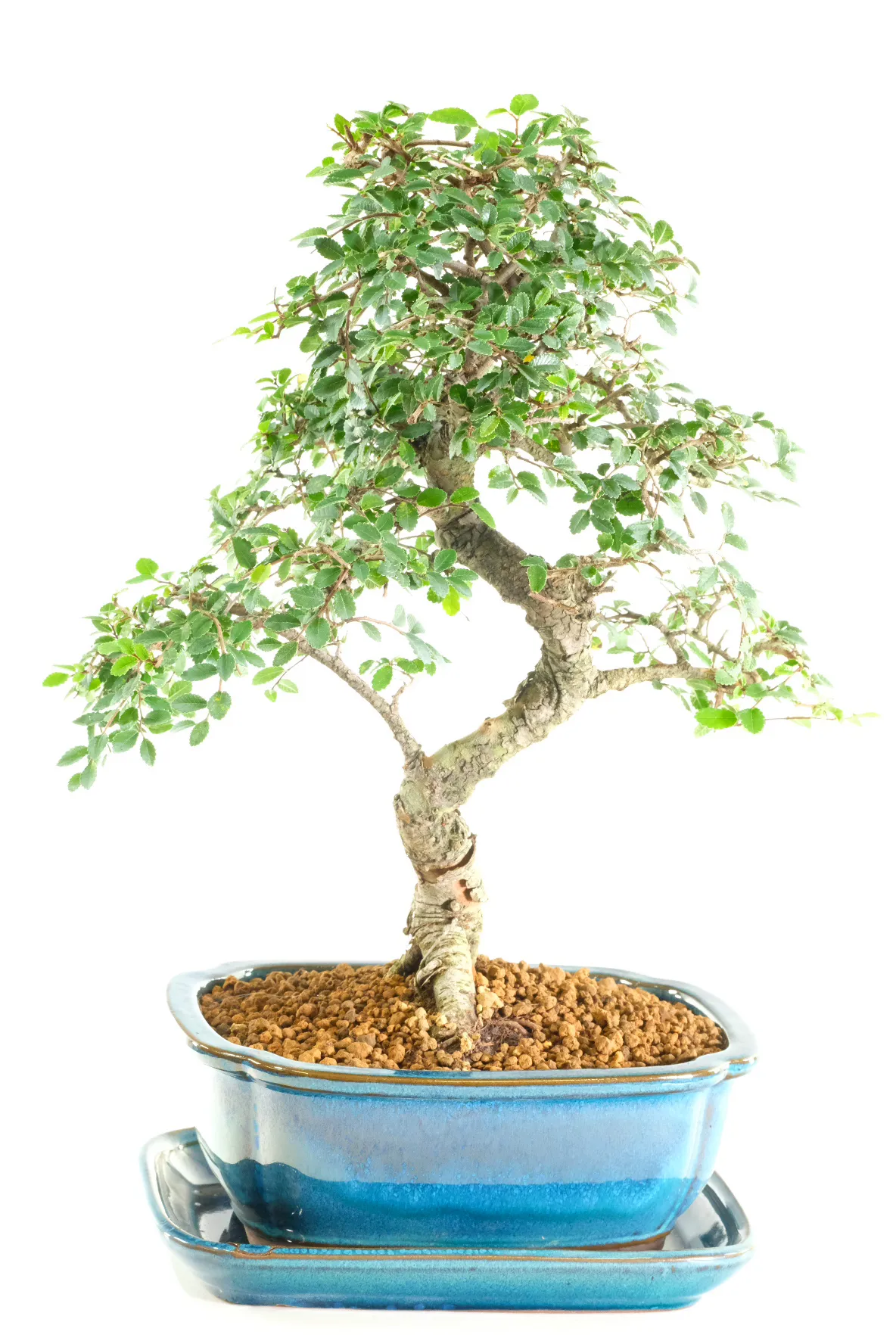 A Bonsai Rich in Meaning