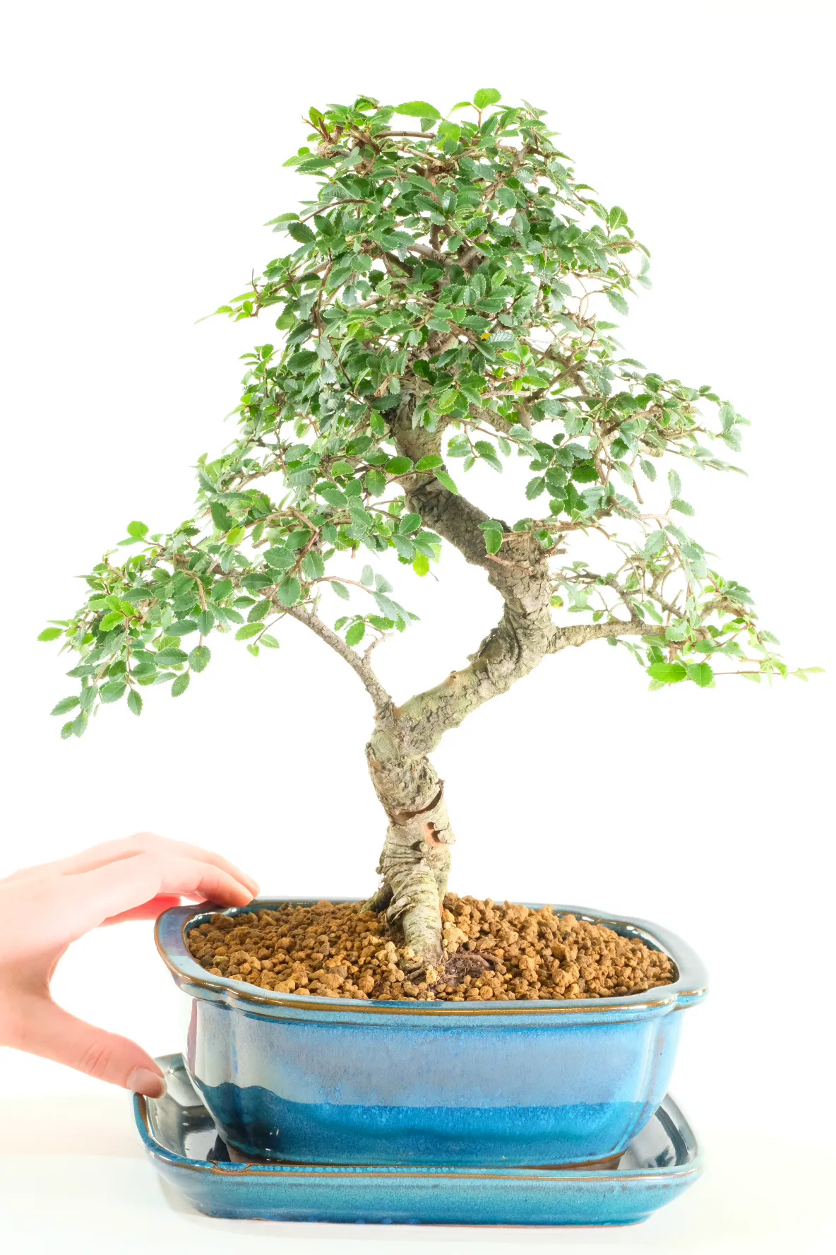 Powerful Trunk with Natural Root Flare