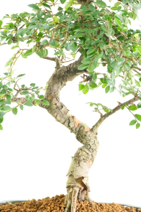 Beautifully Refined Chinese Elm with Outstanding Character