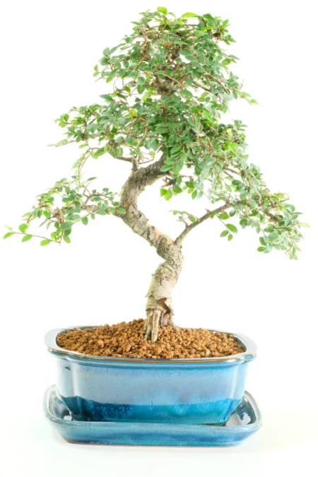 Beautiful 15-Year-Old Twisting Chinese Elm Bonsai Tree