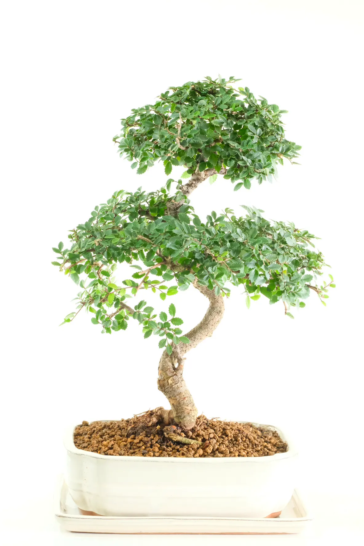 an exceptional, high-value specimen that stands out immediately for its age, structure, and presence.