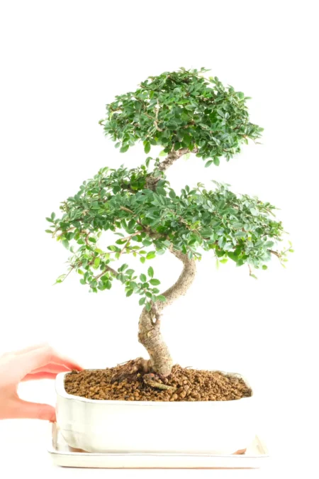 Chinese Elm Bonsai Tree Hand styled by Lloyd at Bonsai Direct