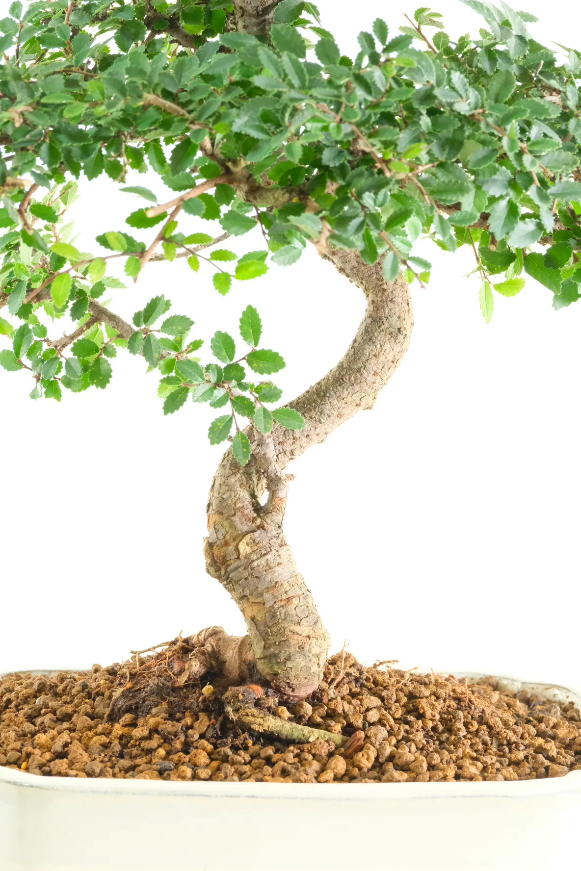 Incredible Trunk Flow, Roots & Structure
