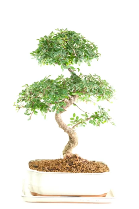 Extremely Artistic Chinese Elm Bonsai Tree | 14-Year-Old Premium Specimen
