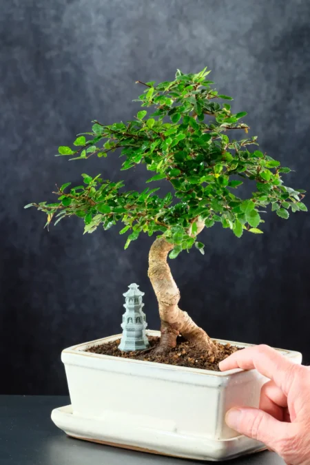 Harmony Between Roots – A Quiet Moment