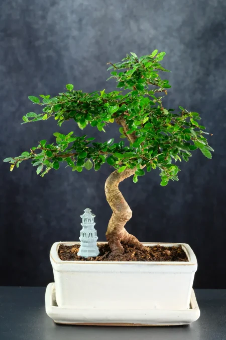 Harmony Between Roots – A Tranquil Moment of Contemplation