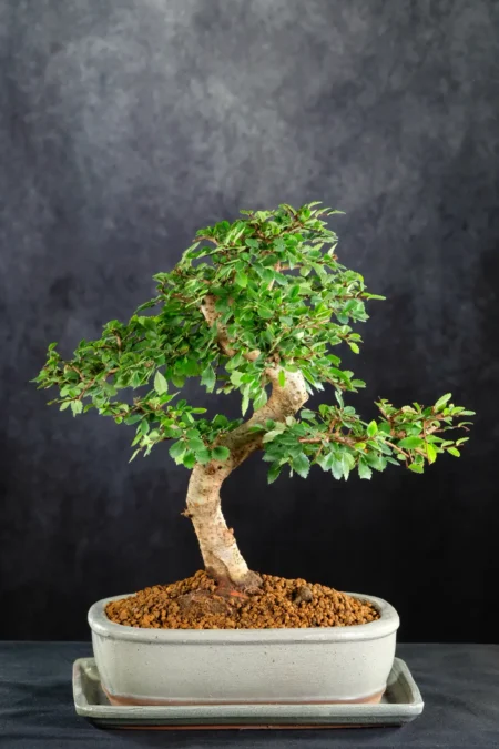 Premium Indoor Chinese Elm Bonsai Favourite with Natural Flow & Lime-Green New Growth | Exact Tree Photographed