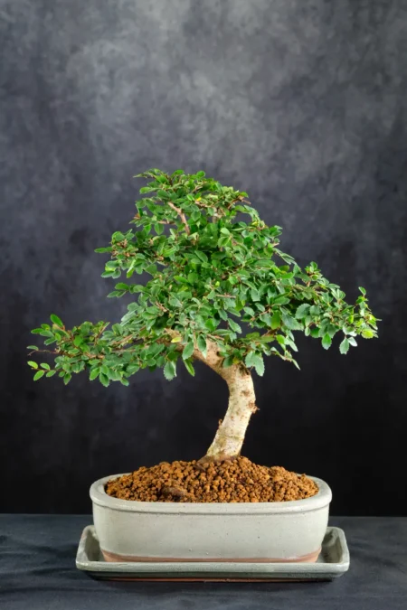 Chinese Elm Indoor Bonsai Favourite with Natural Flow & Lime-Green New Growth