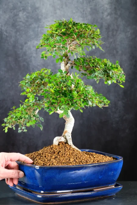 An exemplary indoor bonsai tree for sale in striking midnight blue pot