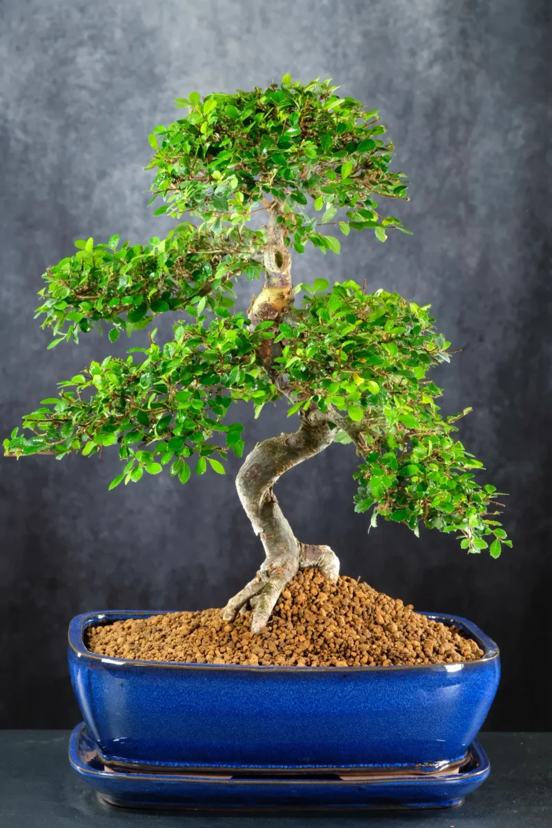 Incredible Chinese Elm Bonsai Tree | Neat, Commanding & Impressive Stature - Top Quality Bonsai