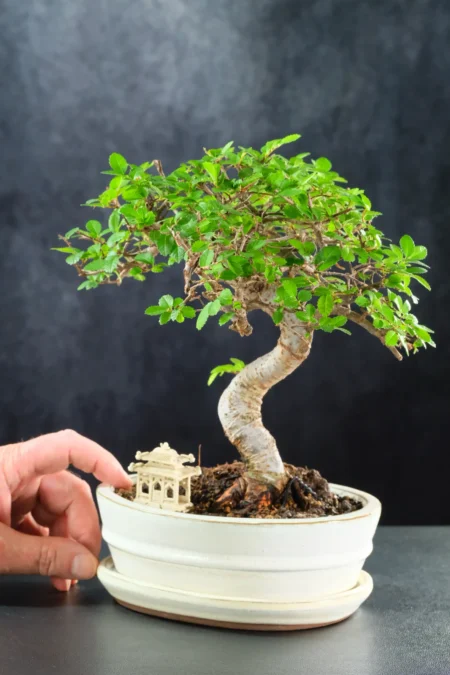 Chinese Elm with temple in cream bonsai pot