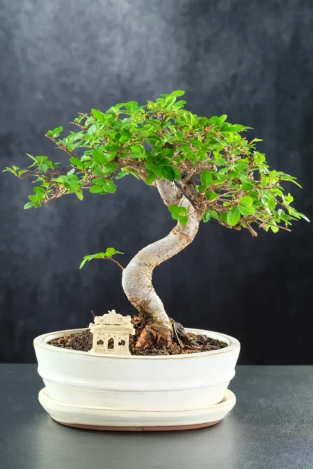 Chinese Elm Bonsai | Ulmus parvifolia Miniature