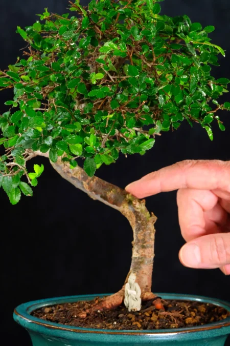 9 year old Chinese Elm Indoor Bonsai - Literati Style "Tree of Contemplation"