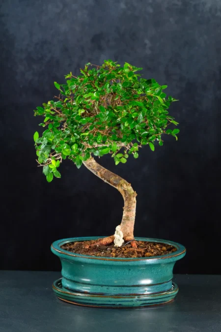 9-Year-Old Indoor Chinese Elm Bonsai – Literati Tree of Contemplation