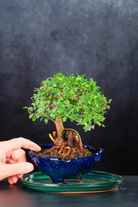Shohin Beginners Bonsai tree | Quality pot