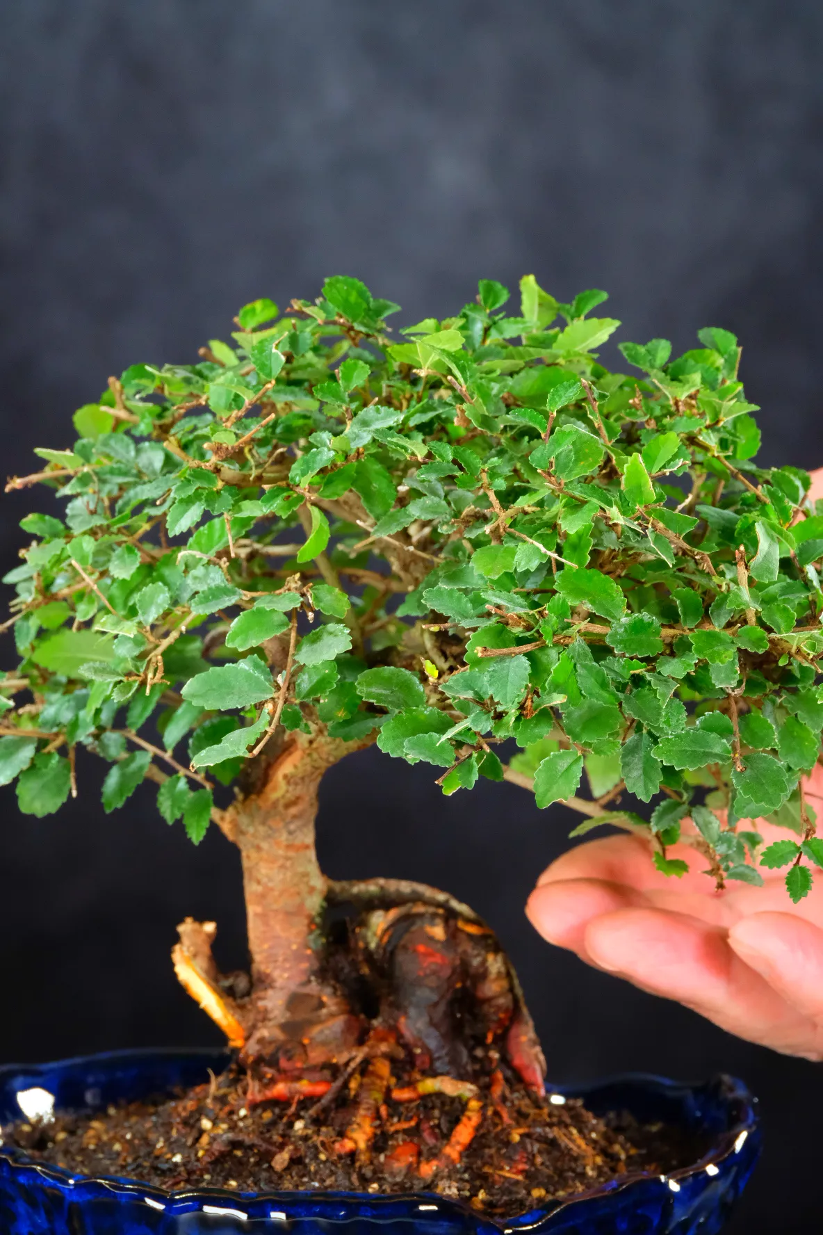 Showing the canopy & naturally small leaves of this bonsai tree