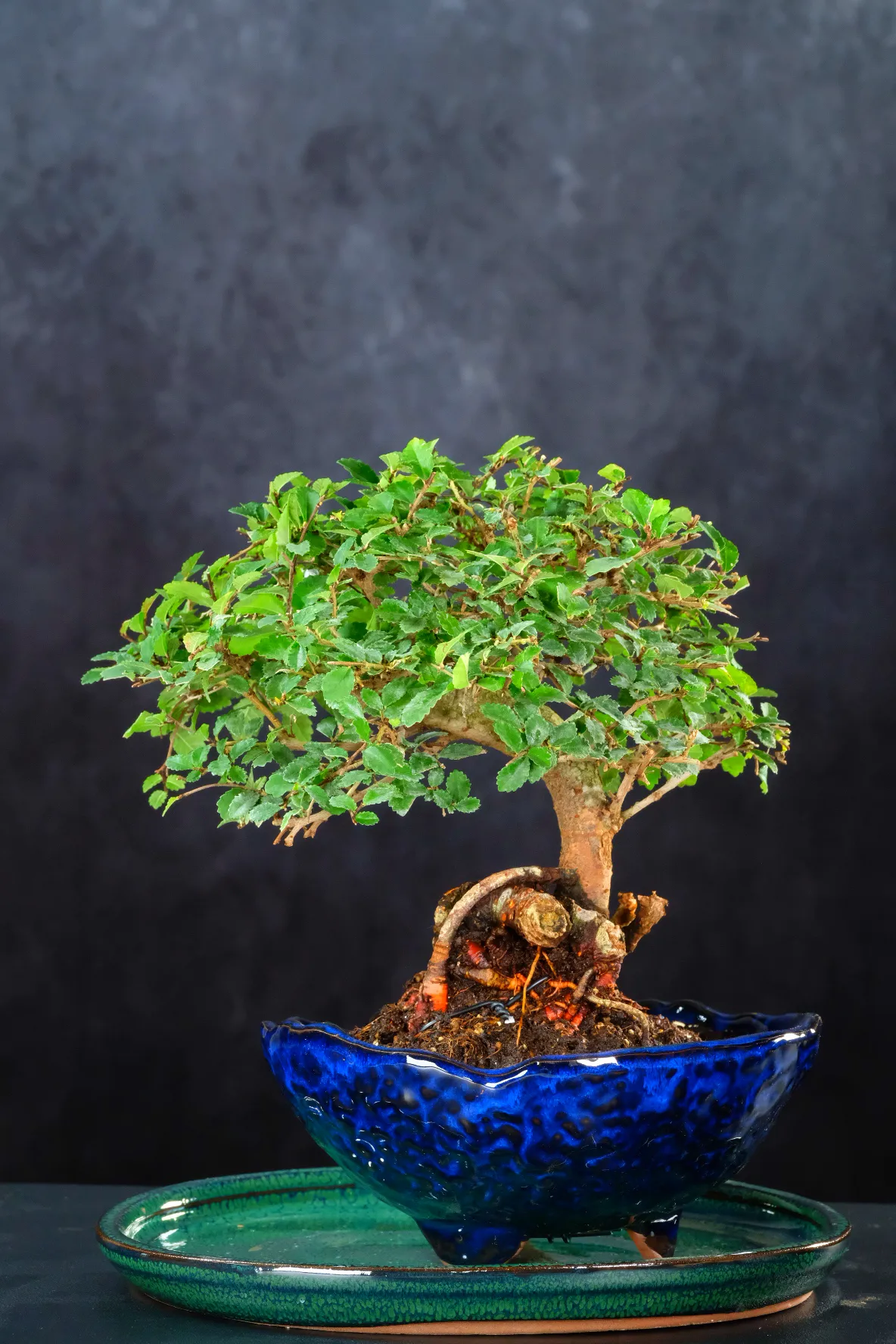 Dwarf premium quality indoor elm bonsai tree | Japanese pot