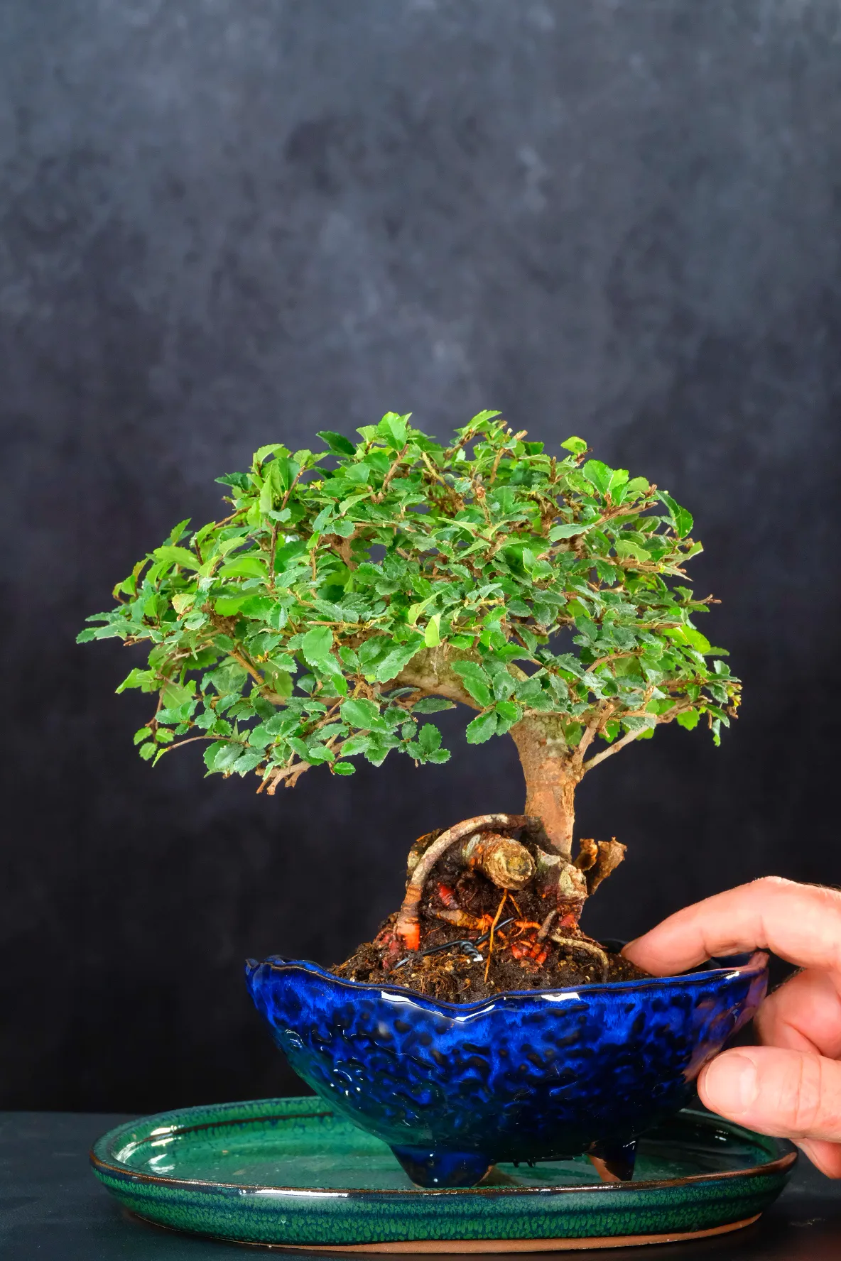 Dwarf Chinese Elm Bonsai Tree – Windswept Miniature Ulmus parvifolia in Japanese Suiban Pot