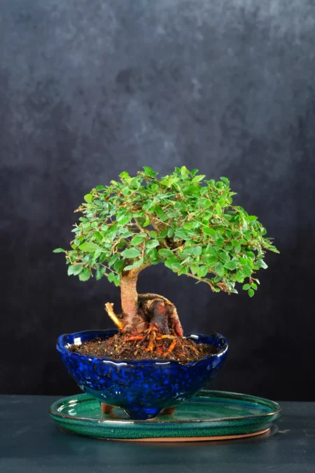 Remarkable Dwarf Chinese Elm Bonsai – Windswept Character in Perfect Miniature Form