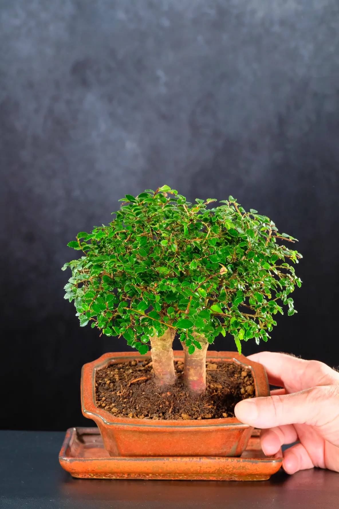 Miniature Twin Chinese Elm Bonsai – 6-Year-Old Shohin Bonsai