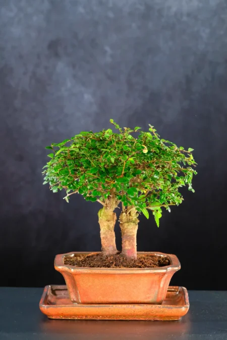 Miniature Twin Chinese Elm Shohin Bonsai Tree in Bronze Pot
