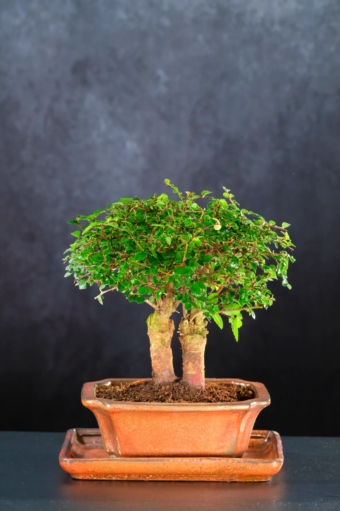 Miniature Twin Chinese Elm Shohin Bonsai Tree in Bronze Pot