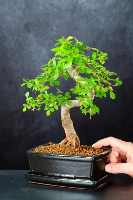 A Bonsai Full of Character
