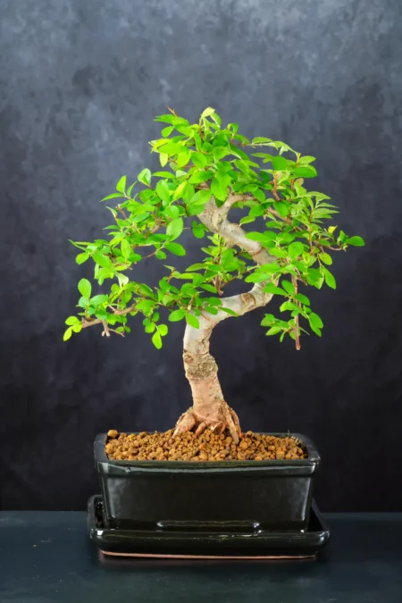 Artistic Chinese Elm Beginners Bonsai Tree