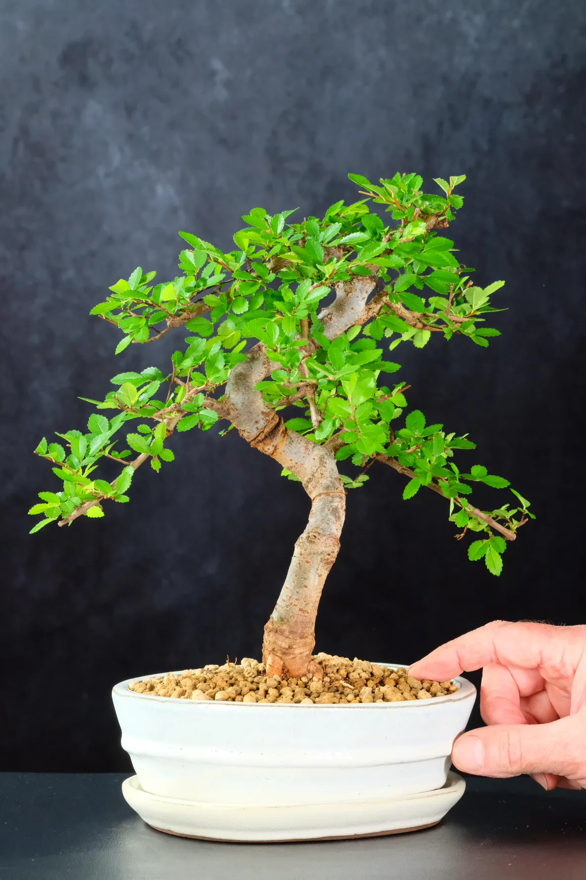 Graceful Chinese Elm Bonsai with Fresh New Growth