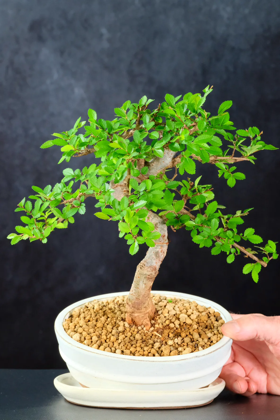 Trunk & Design of this Artistic Elm Bonsai