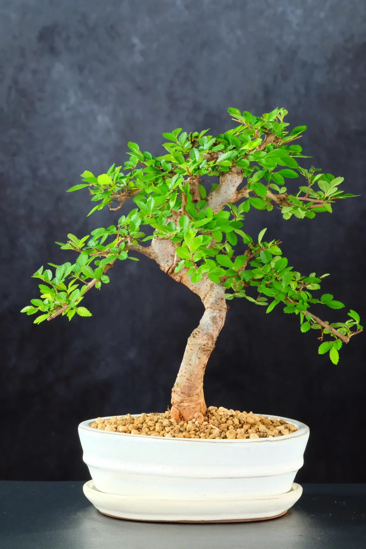 Elegant Chinese Elm Bonsai with Beautiful Twisty Trunk & Lush New-Season Canopy