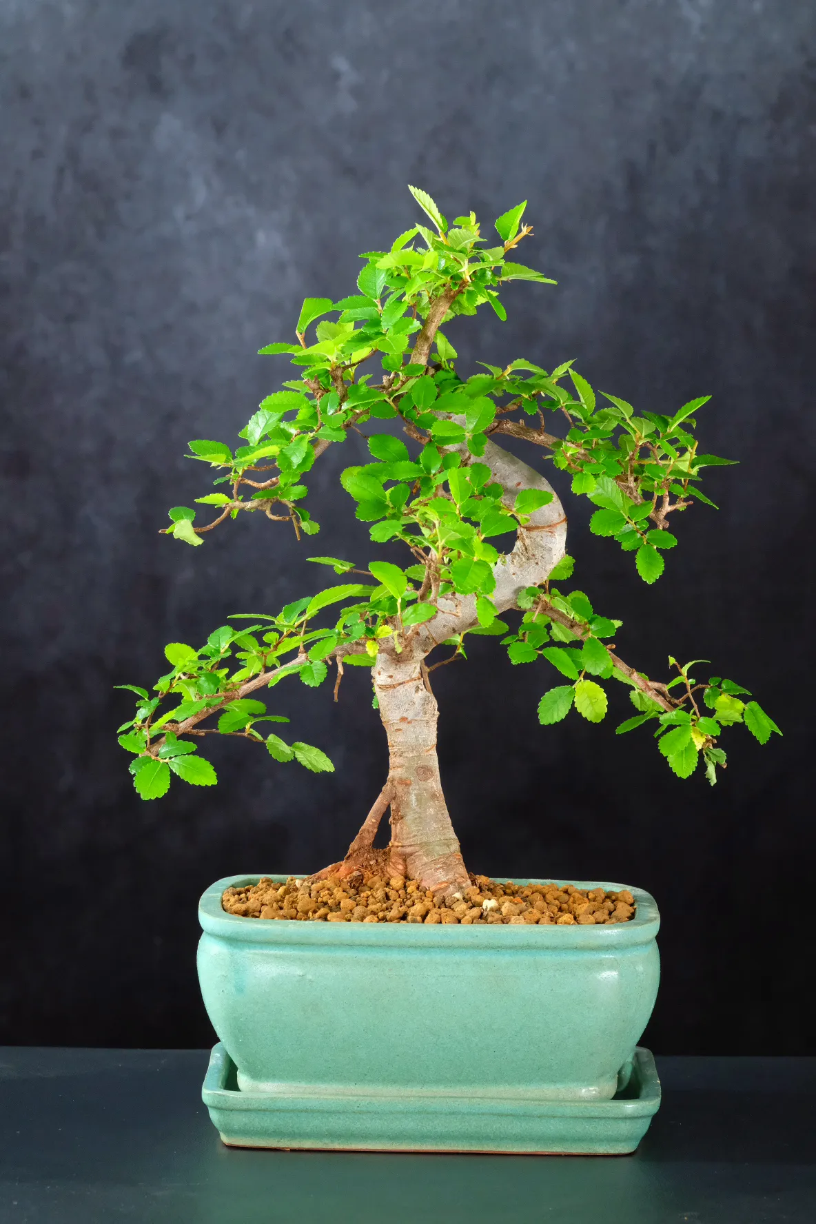 Miniature Chinese Elm Bonsai – Premium Petite Tree in a Matte Jade Pot with Matching Tray