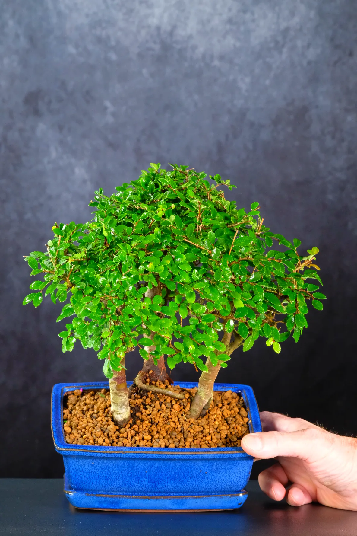 Triple Chinese Elm Forest Bonsai | Elegant Indoor Bonsai Forest