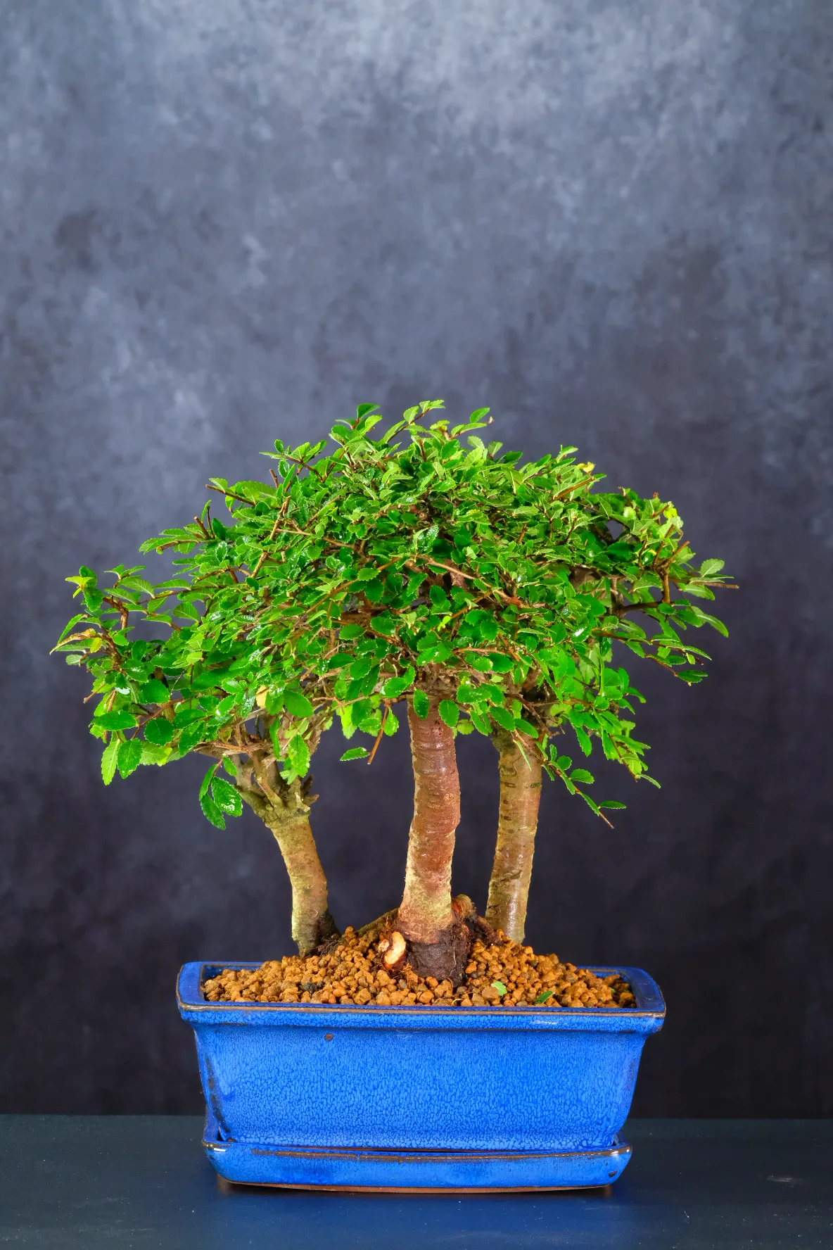 A Beautifully Balanced Miniature Chinese Elm Forest - Mini Woodland