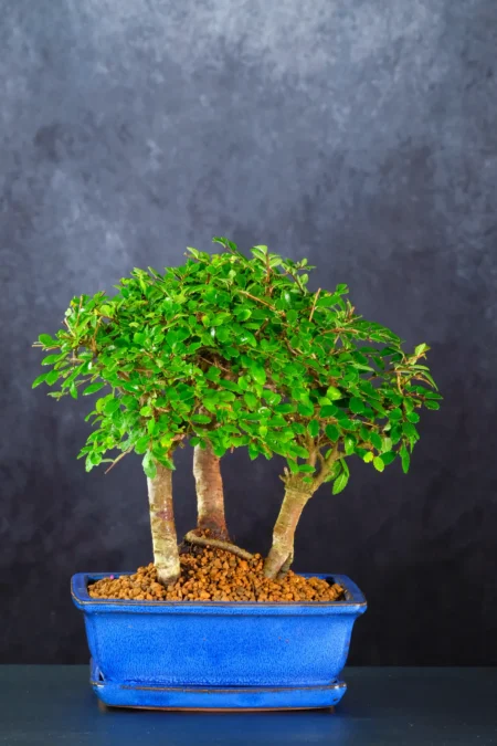 Easy Care Chinese Elm Forest Bonsai | Triple Tree Woodland