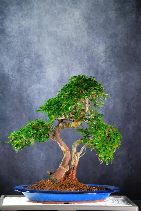 Exquisite Father & Son Chinese Elm Bonsai Landscape
